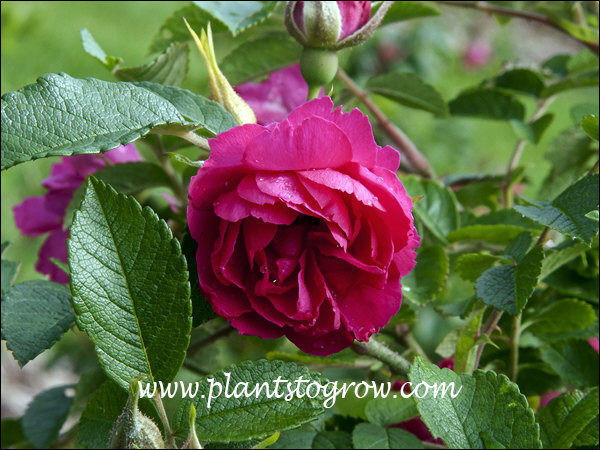 F J Grootendorst (Rosa rugosa) is a hardy, heirloom, Rugosa rose that is extremely thorny with red carnation-like flowers.